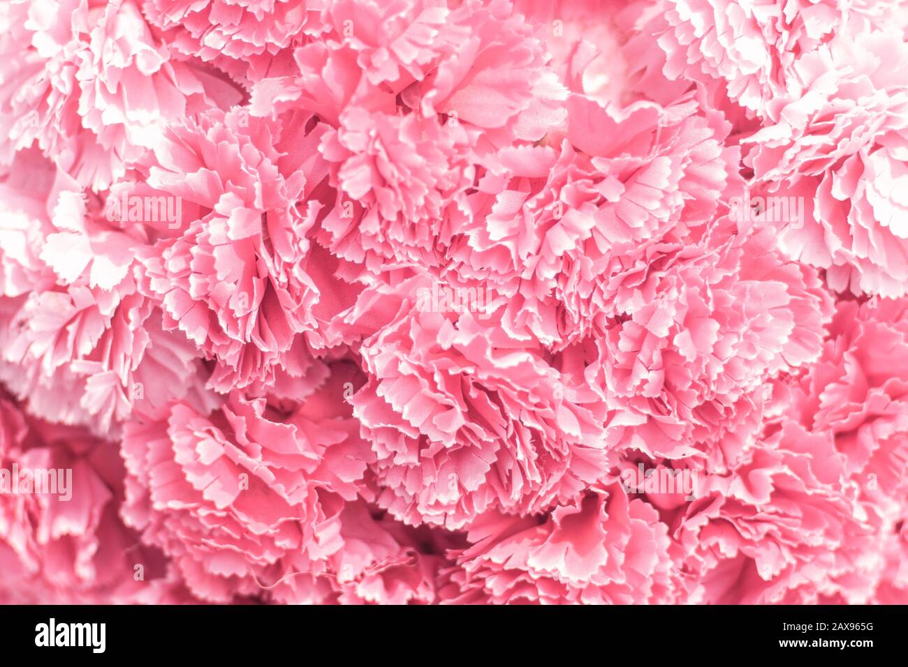 Selektiver Fokus Schöner Hintergrund mit Pink Flowers. Abstrakt weich süß-rosa Blumenhintergrund .Schöne rosafarbene Rosen Blumenblüten Blumenhintergrund d Stockfoto