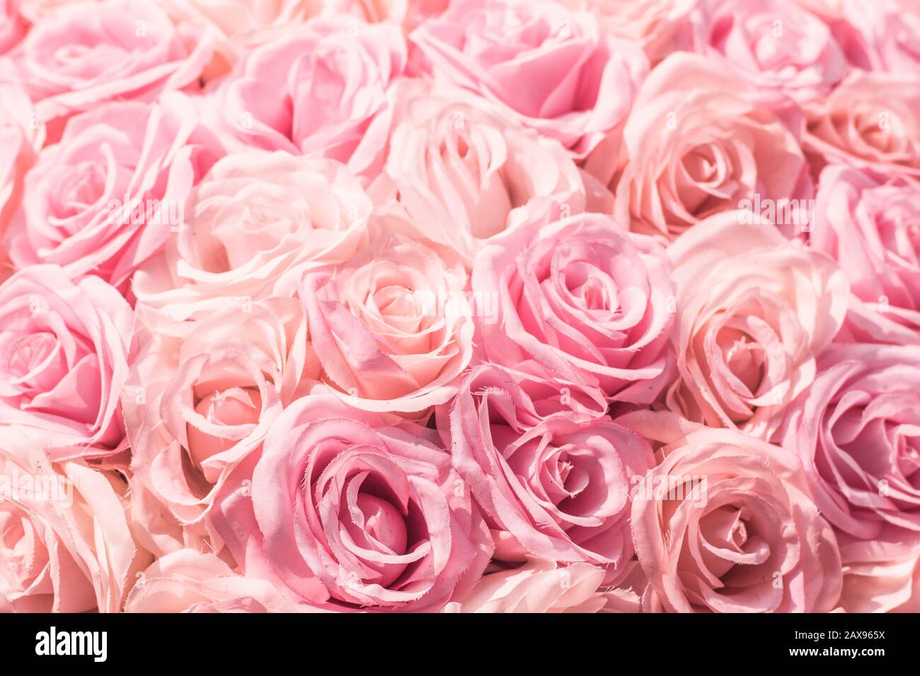 Selektiver Fokus Schöner Hintergrund mit Pink Flowers. Abstrakt weich süß-rosa Blumenhintergrund .Schöne rosafarbene Rosen Blumenblüten Blumenhintergrund d Stockfoto