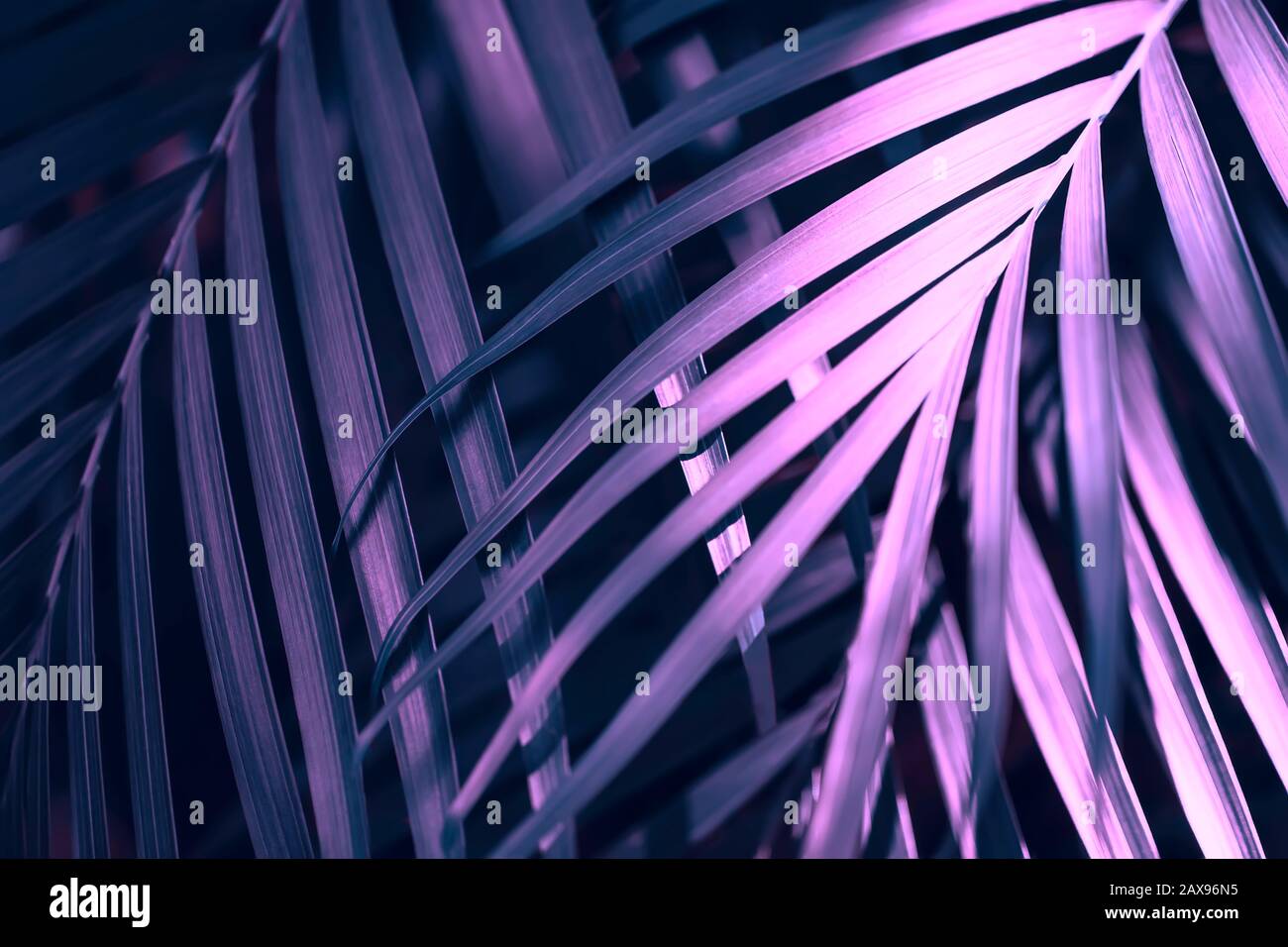 Kreativ und launig gefärbtes rosafarbenes und blaues Laub natürlicher Hintergrund mit Blatttextur im Blumenmuster. Stockfoto