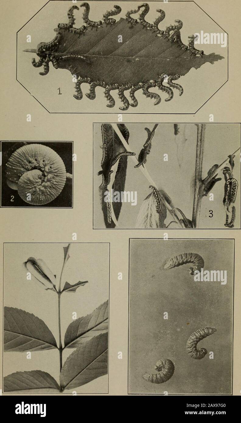 Bulletin - State Geological and Natural History Survey of Connecticut. Yelidse, 28, 29.xylinus, 187, 194.Xylocopa, 753. Xylocopidie, 699, 753- • Xylocrabro, 668.Xylonomus, 257, 310, 767.Xylophruridea, 767.Xystoteras, 383.Xystus, 363, 367.Xystus, Kohl aphis, 367.oat, 367., Gelb-Yellow-641, 651. (Axima), 524. (Diomorus), 513. (Schizocerus), 164, 165.Zagrammosoma, 460, 462.Zamicrotoridea, 340.Zarea, 102.Zatropis, 476, 477.zebrata, 290.zeli, 511. Zelotypa, 569, 570, 572.Zemiodes, 250, 288.zephyrus, 702, 704, 706.Zethus, 634.zizise (Andrena), 712, 716, 717. (Hylseus Stockfoto