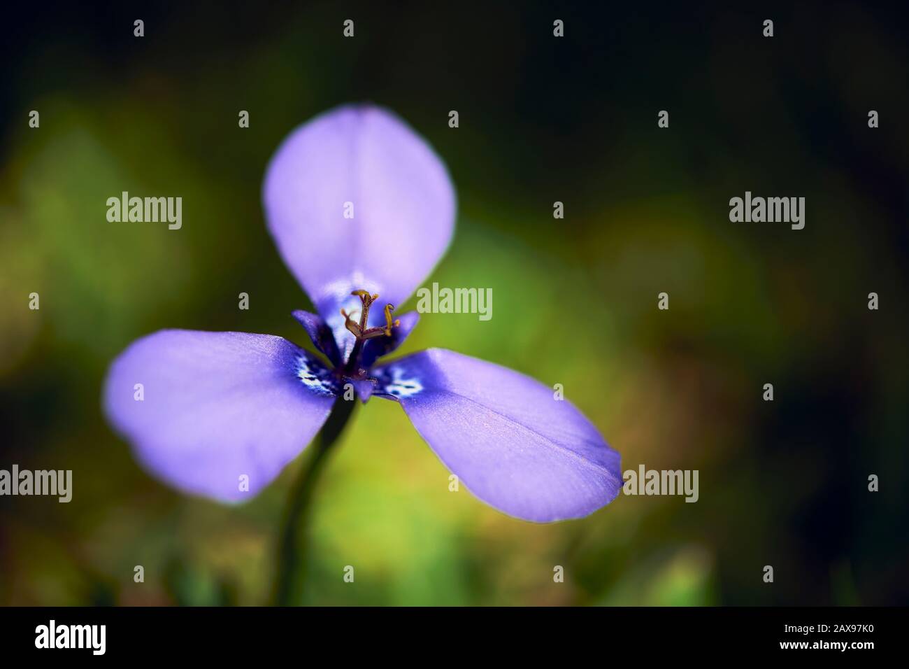 Nahaufnahme einer Schönen Prairie Nymphe (Herbestia lahue) in Blau und Lavendel mit weißen Splotches. Frühlingsblume. Selektiver Fokus. Stockfoto