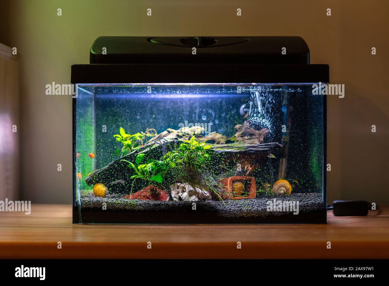 Kleines Fischtank-Aquarium mit bunten Schnecken und Fisch zu Hause auf Holztisch. Fischschüssel mit Süßwassertieren im Raum Stockfoto