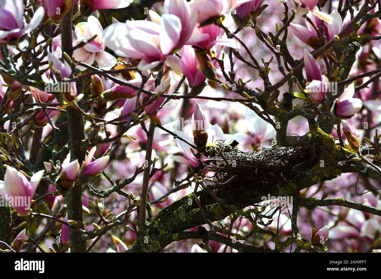 Das kleine Nest bot im Winter Schutz, aber jetzt mit dem Eintreffen des Frühlings und der warmen Sonne suchte sein Gast nach einladenderen Räumen Stockfoto