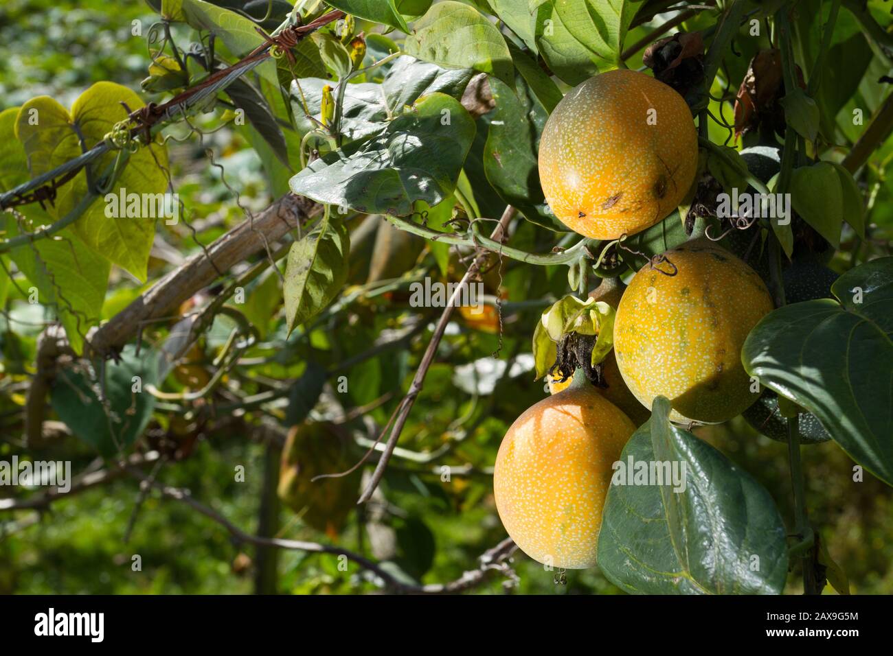 Kultivierung von Passionsfrüchten, Granadilla. Stockfoto