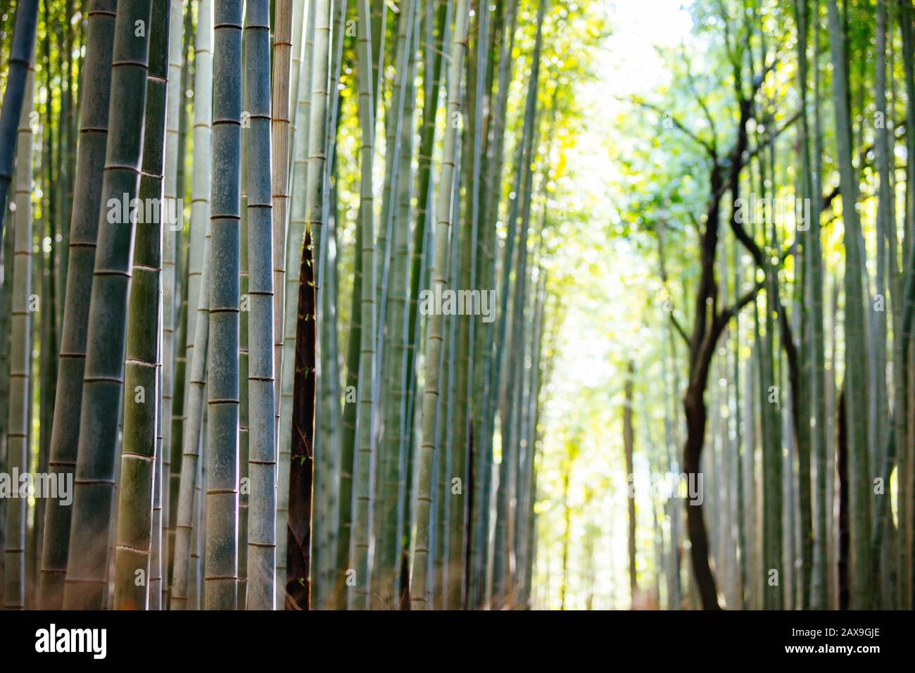 Arashiyama Bamboo Forest Im Sudlichen Kyoto Japan Stockfotografie Alamy