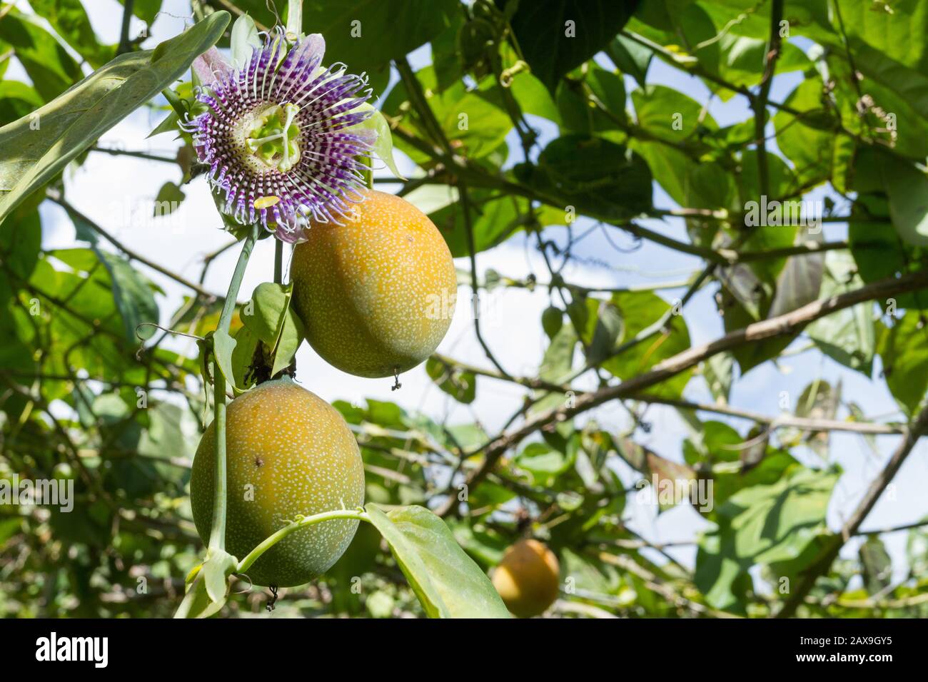 Kultivierung von Passionsfrüchten, Granadilla. Stockfoto