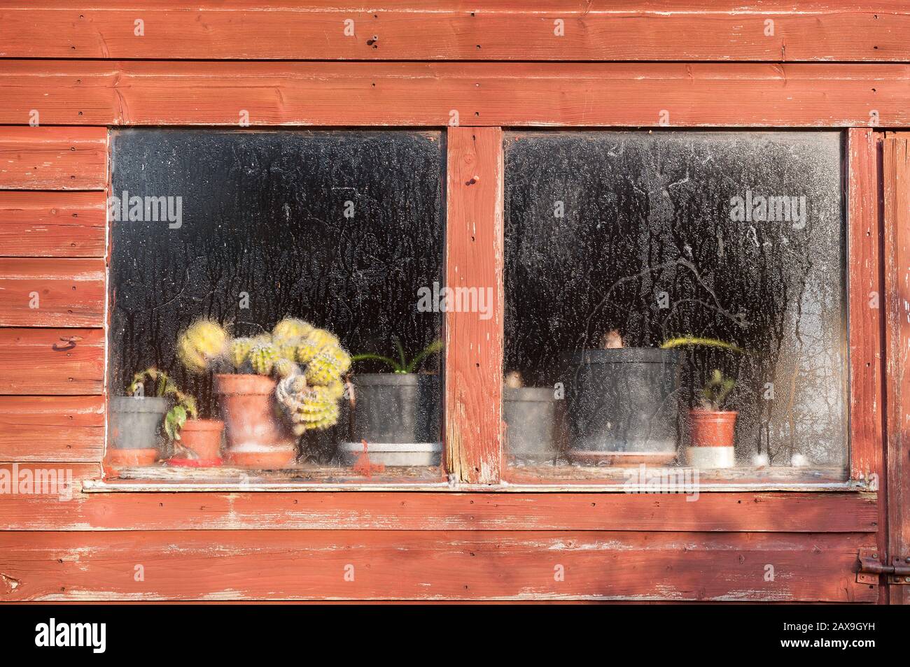 Kalte Nächte außerhalb der Holzvergusshalle führen aufgrund von Transpiration von Pflanzen zu hoher Feuchtigkeit zu kondensationsbeschichteten Fenstern auf der Innenseite Stockfoto