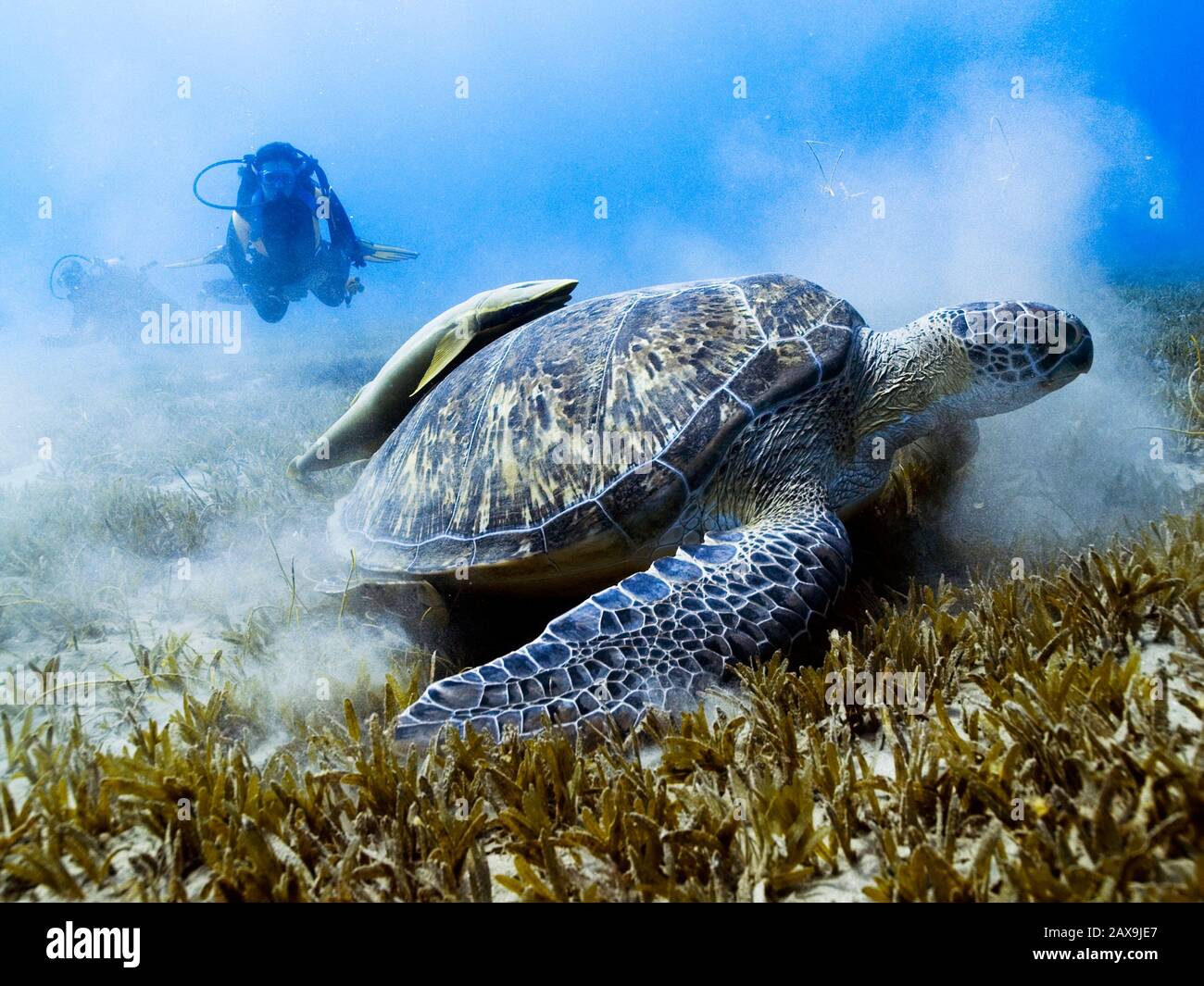 Taucher beobachten eine weidende grüne Schildkröte in Marsa Alam im Roten Meer, Ägypten. Stockfoto