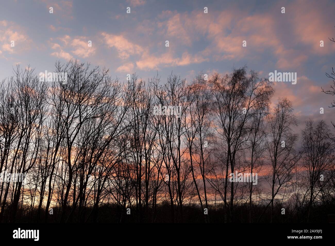 Silberbirke gegen Sonnenuntergang, die Gales und Regenwind mit Met Office Warnungen für den nächsten Tag hervorbringen, stratus, cumulus, Cirrostratus, Wolken Stockfoto