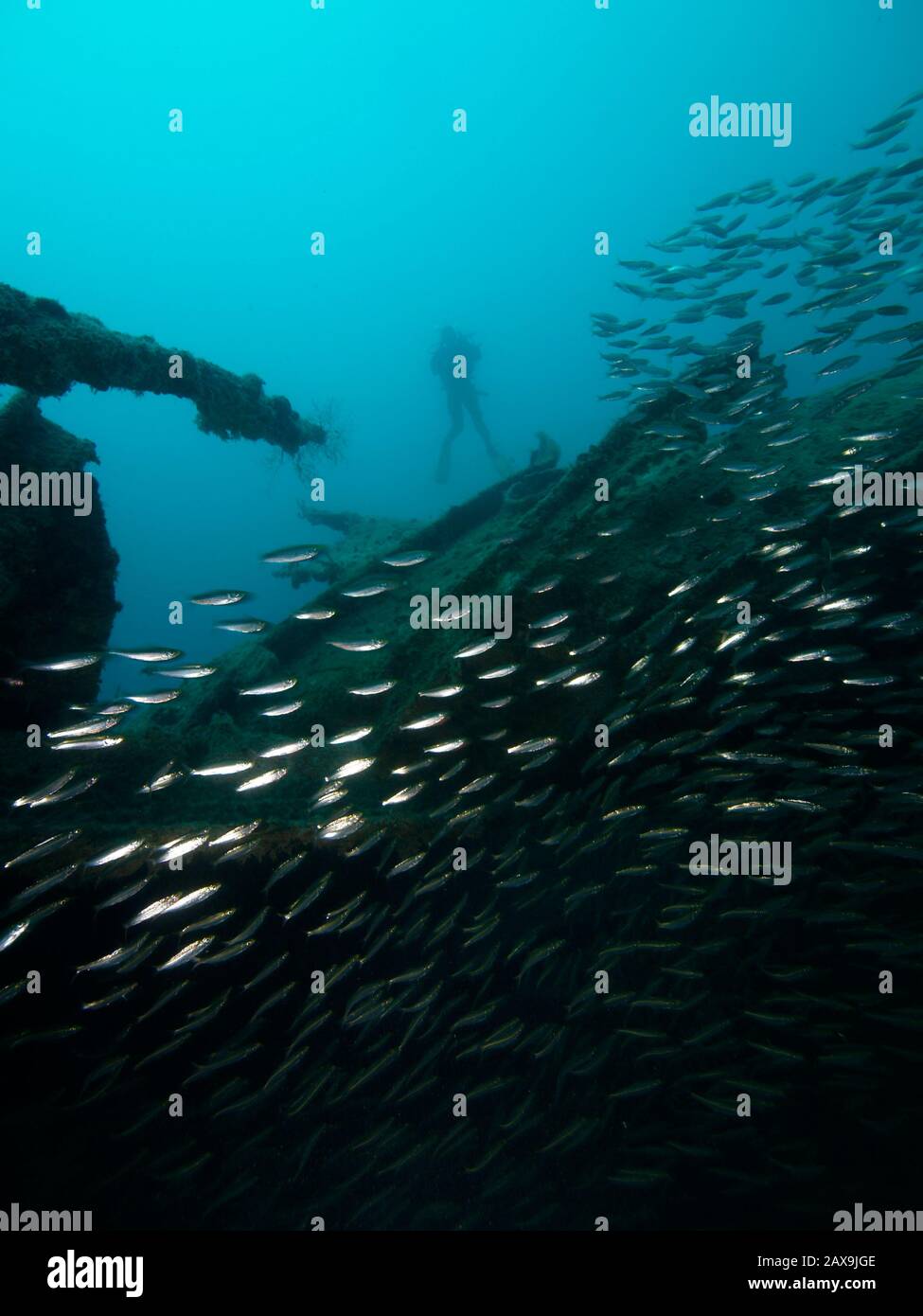 Fischschulen schwärmen über das Wrack der Rosalie Moller im Roten Meer. Stockfoto