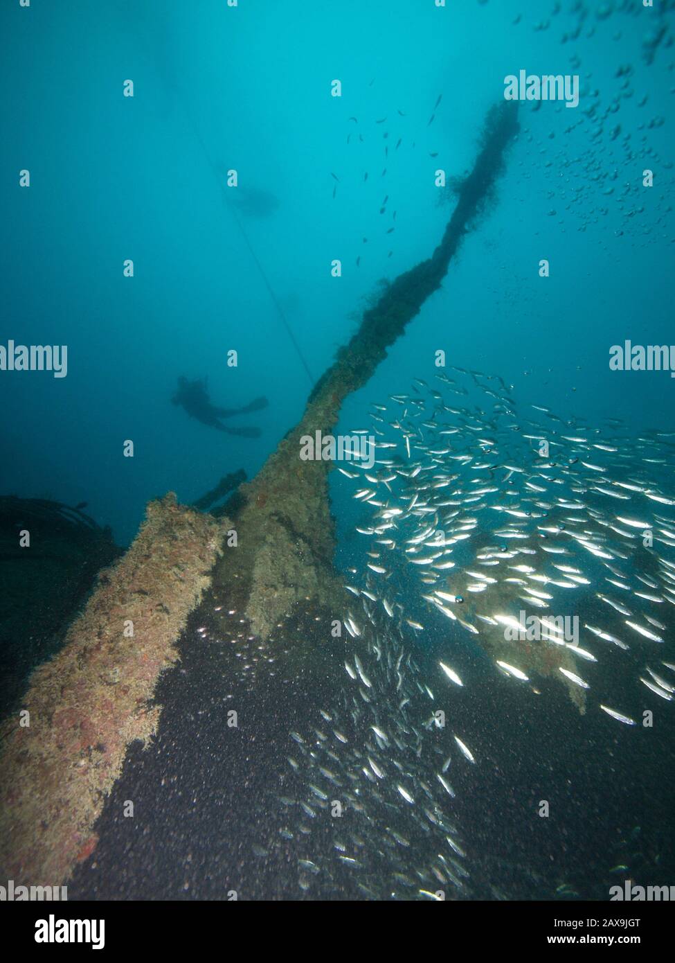 Ein Taucher schwimmt hoch über dem fischenumrandeten Wrack der Rosalie Moller im Roten Meer. Twrecks aus dem 19. Jahrhundert, sowohl Weltkriege als auch neuere Zeiten. Die begehrteste dieser Wracktauchgänge ist die stolze Thistlegorm auf der Unterseite, die immer noch voll ist von der Ladung von Panzern, Lokomotiven, Motorrädern und Jeeps, die während des zweiten Weltkriegs zur britischen Armee in Ägypten unterwegs waren, als sie von der deutschen Luftwaffe bombardiert wurde. Stockfoto