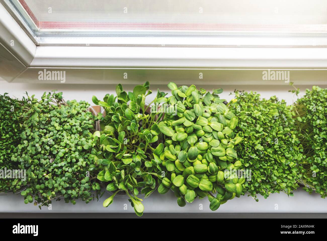 Küchengarten - frische Mikrogrüns, die zu Hause auf Fensterbank wachsen Stockfoto