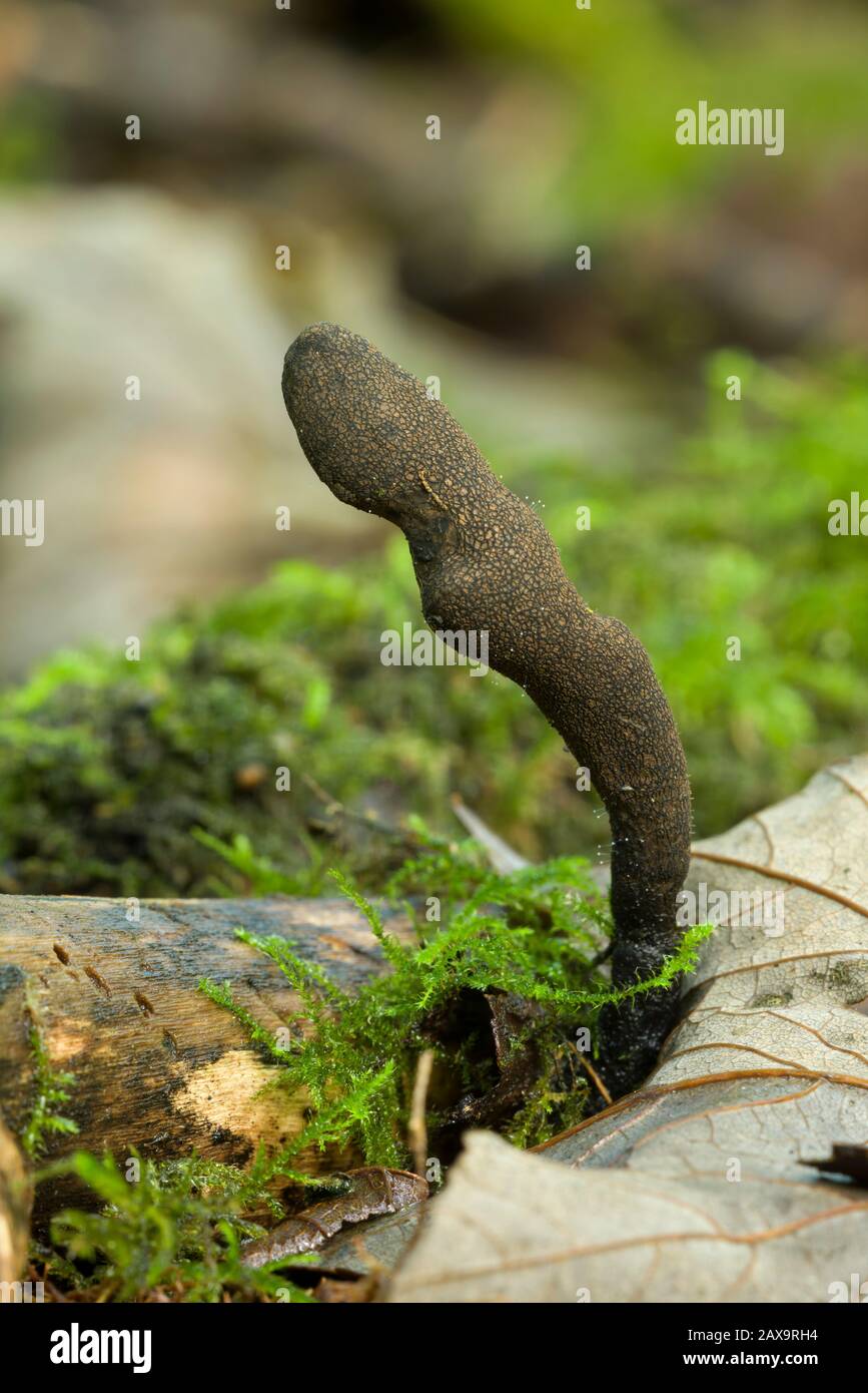 Xylaria longipes Pilz, der allgemein als abgestorbene Mollenfinger bezeichnet wird, die auf einem Ast in Blattwurz auf einem Waldboden wachsen. Stockfoto