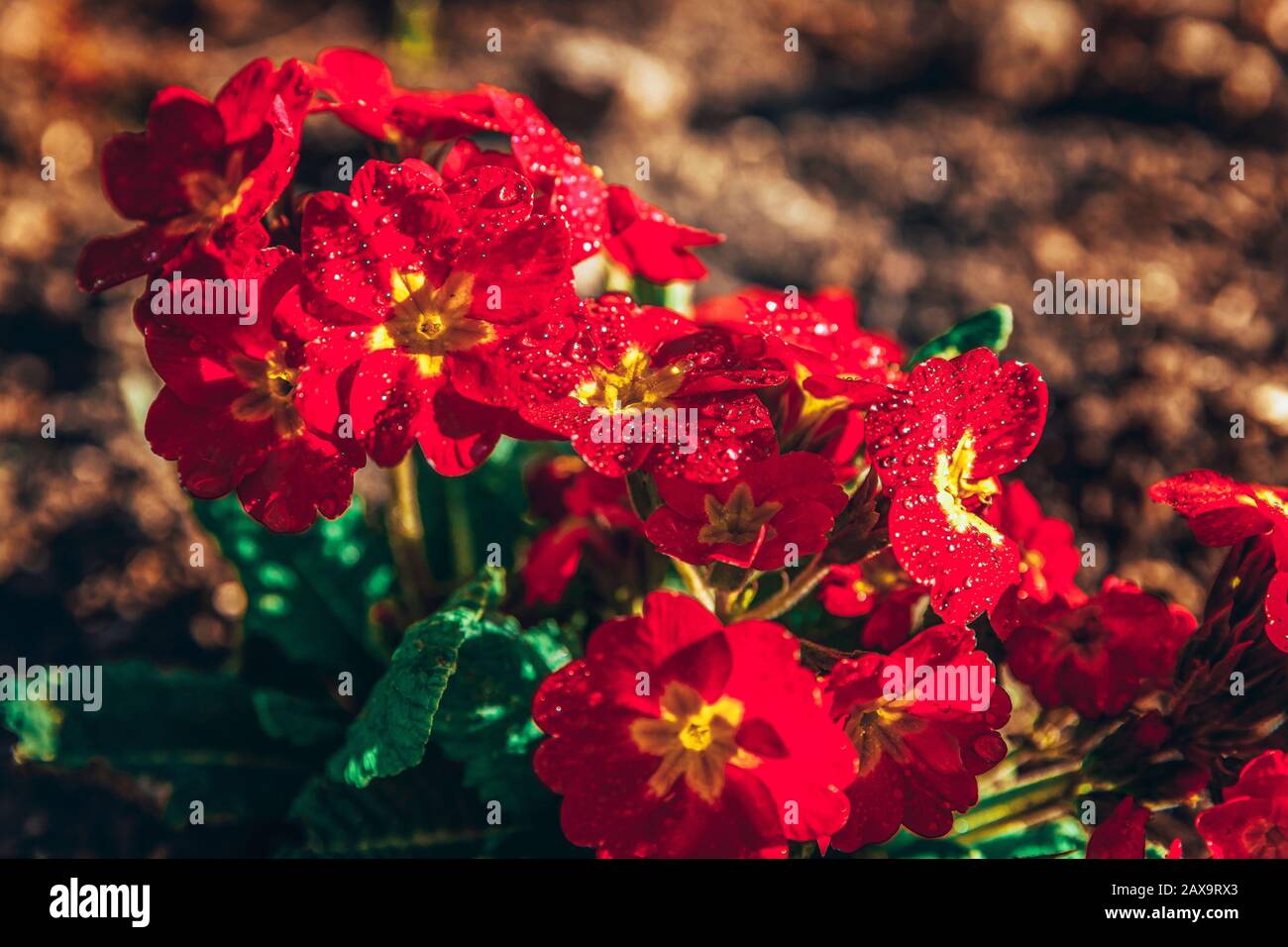 Primel Primula mit roten Blumen. Inspirierende Natur Blumen im Frühling