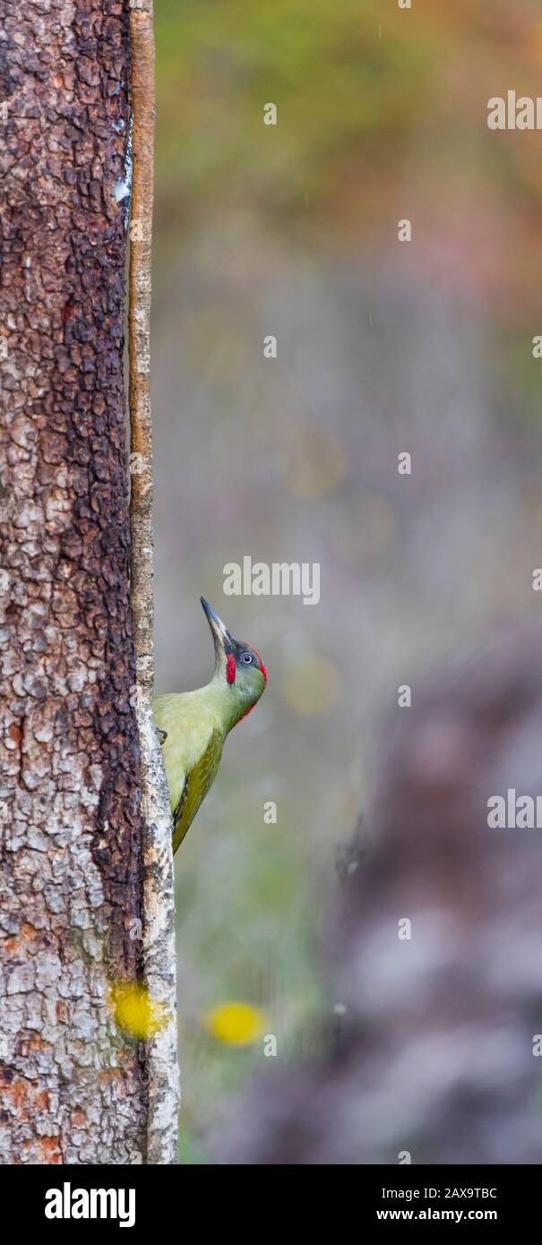 Europäischer Grünspecht - PITO REAL (Picus viridis) Stockfoto