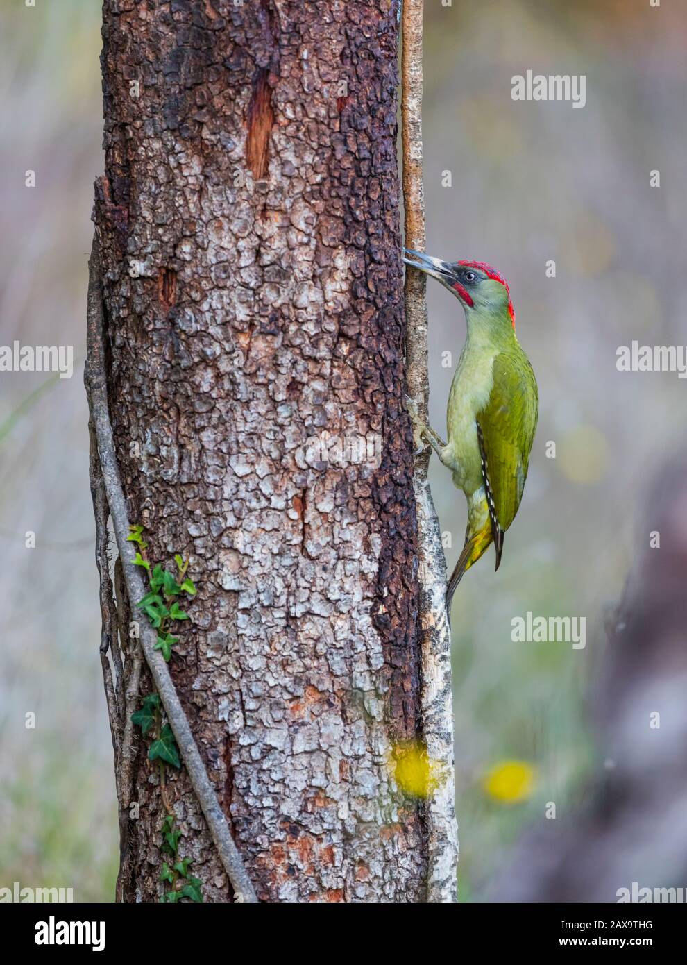 Europäischer Grünspecht - PITO REAL (Picus viridis) Stockfoto