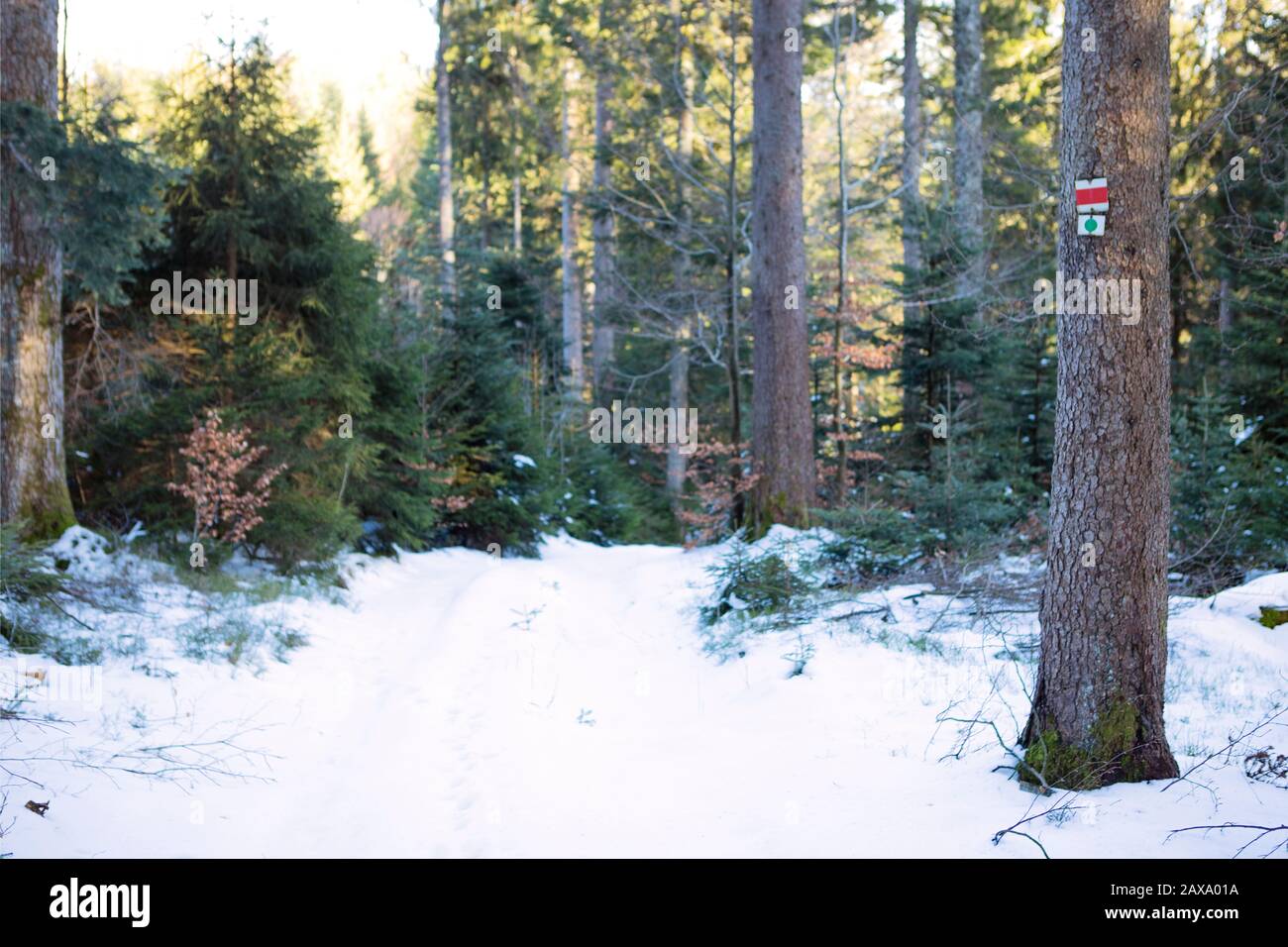 Baumstamm mit Wegemarkierung im verschneiten Wald. Weg in das mit weißem Schnee bedeckte Holz. Nadelbäume im Sonnenlicht. Schwarzwaldlandschaft, Mounta Stockfoto