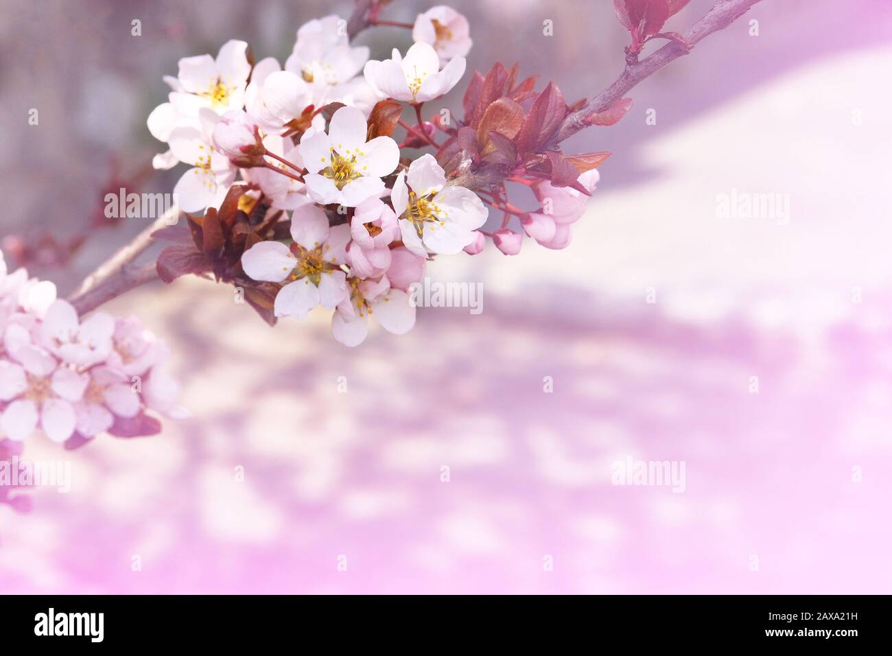Aprikosenblüten mit hellen Kronblättern. Grußkarte für den Tag der Frauen. Verwischter Naturhintergrund im Frühling, violette Farbe. Stockfoto