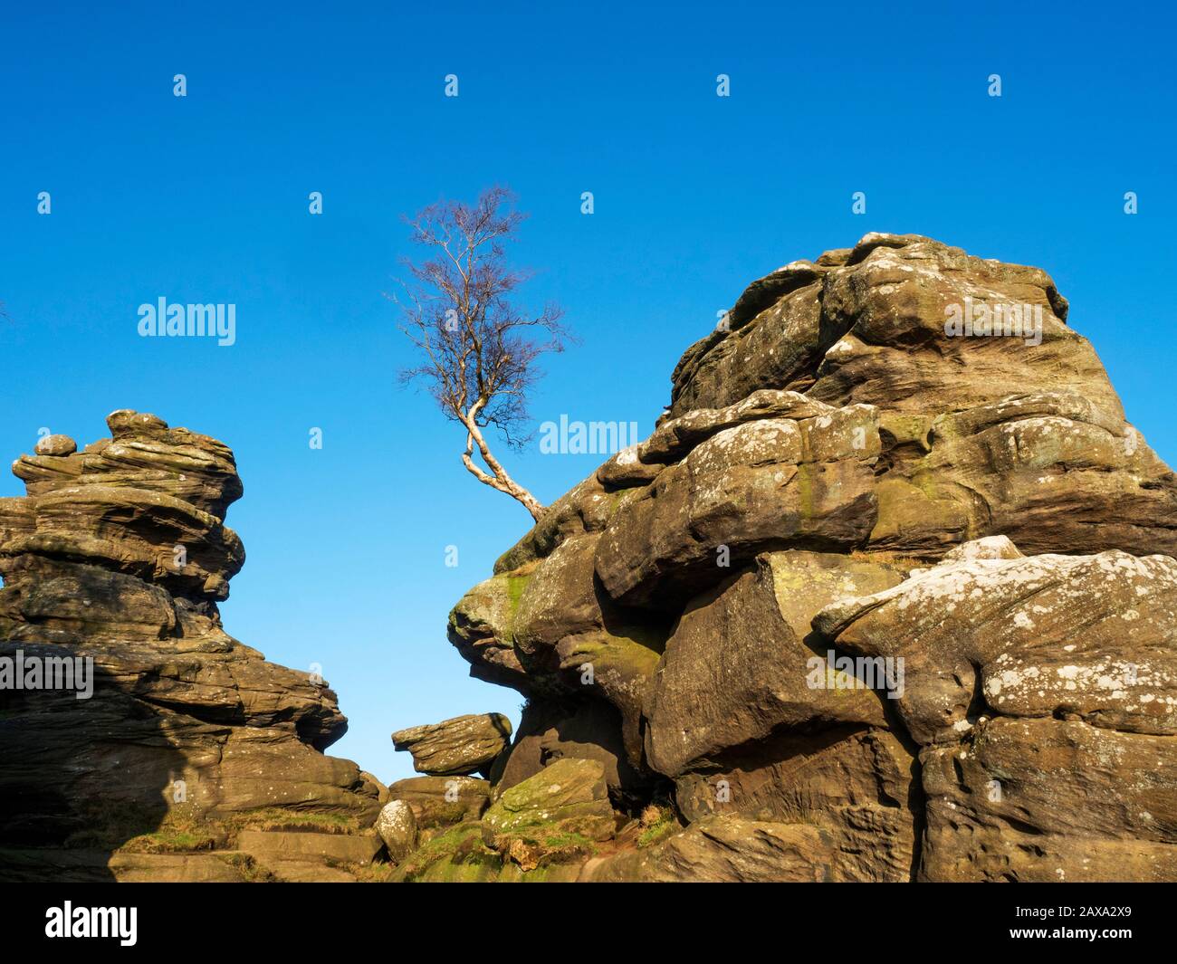 Einsame Baum- und Gritstone-Felsformationen in Brimham Rocks Brimham moor Nidderdale AONB North Yorkshire England Stockfoto