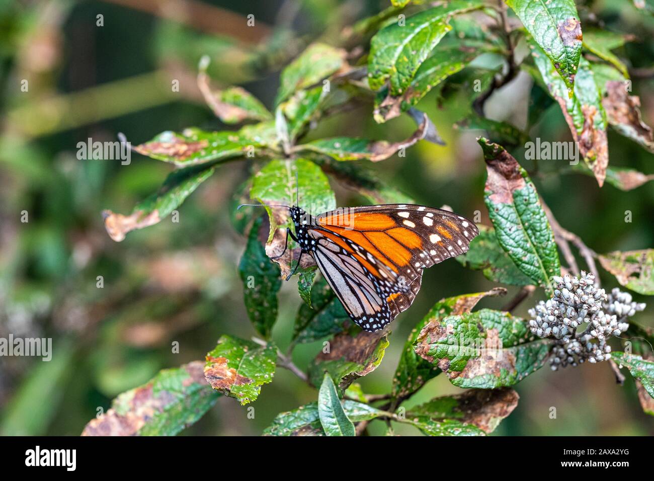Ein Nahfoto eines Monarch-Schmetterlings auf einer grünen Pflanze in Mexiko Stockfoto