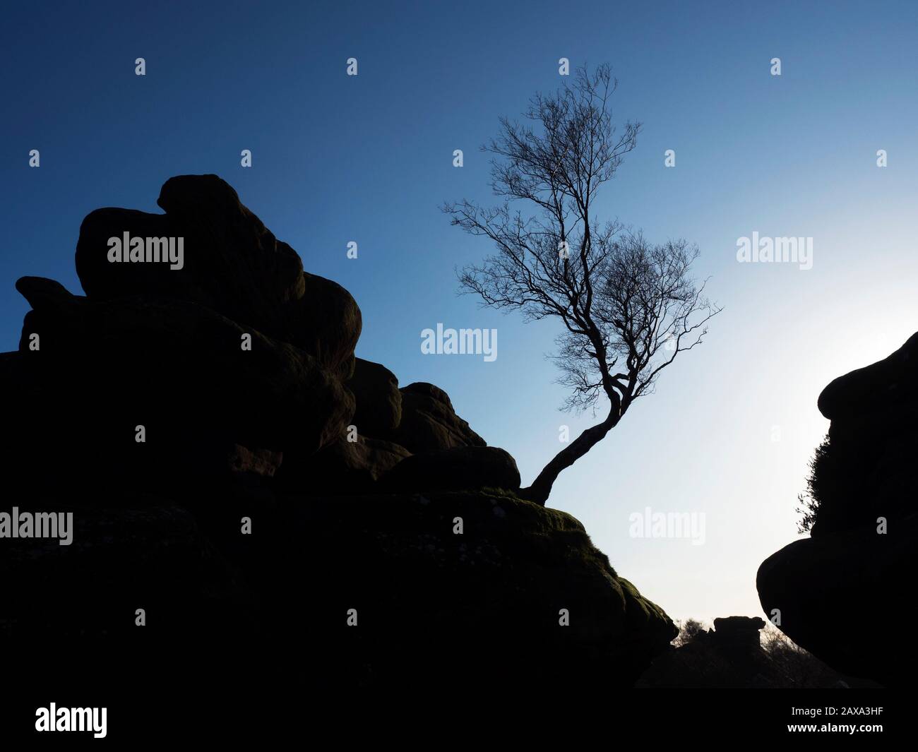 Einsame Baumsilhouetten gegen den blauen Himmel in den Brimham Rocks im Brimham moor Nidderdale AONB North Yorkshire England Stockfoto