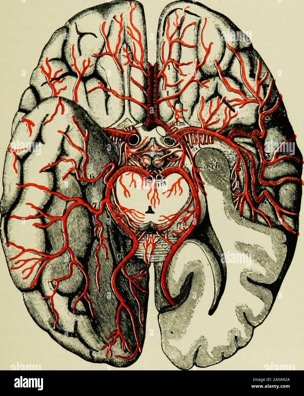 Eine Abhandlung über die Nervenkrankheiten von Kindern, für Ärzte und Studenten. Zerebrale Arterie dle.Mendel hat durch sorgfältig durchgeführte Experimente gezeigt, dass der Blutdruck in den ganglionischen Zweigen der mittleren Gehirnarterie am größten ist. In dem Kind ist diese Region jedoch seltener betroffen. Die bei weitem größte Zahl von Unfällen im Kind kommt im Bereich der Kortikel- und Pialgefäße vor: Einige davon lassen sich als die Wirkung traumatischer Verletzungen auf die Schädeloberfläche und die Konvexität des Gehirns erklären. Aber nach Makingdue Zulage für Traumatismus, Blutungen von der Cortica Stockfoto