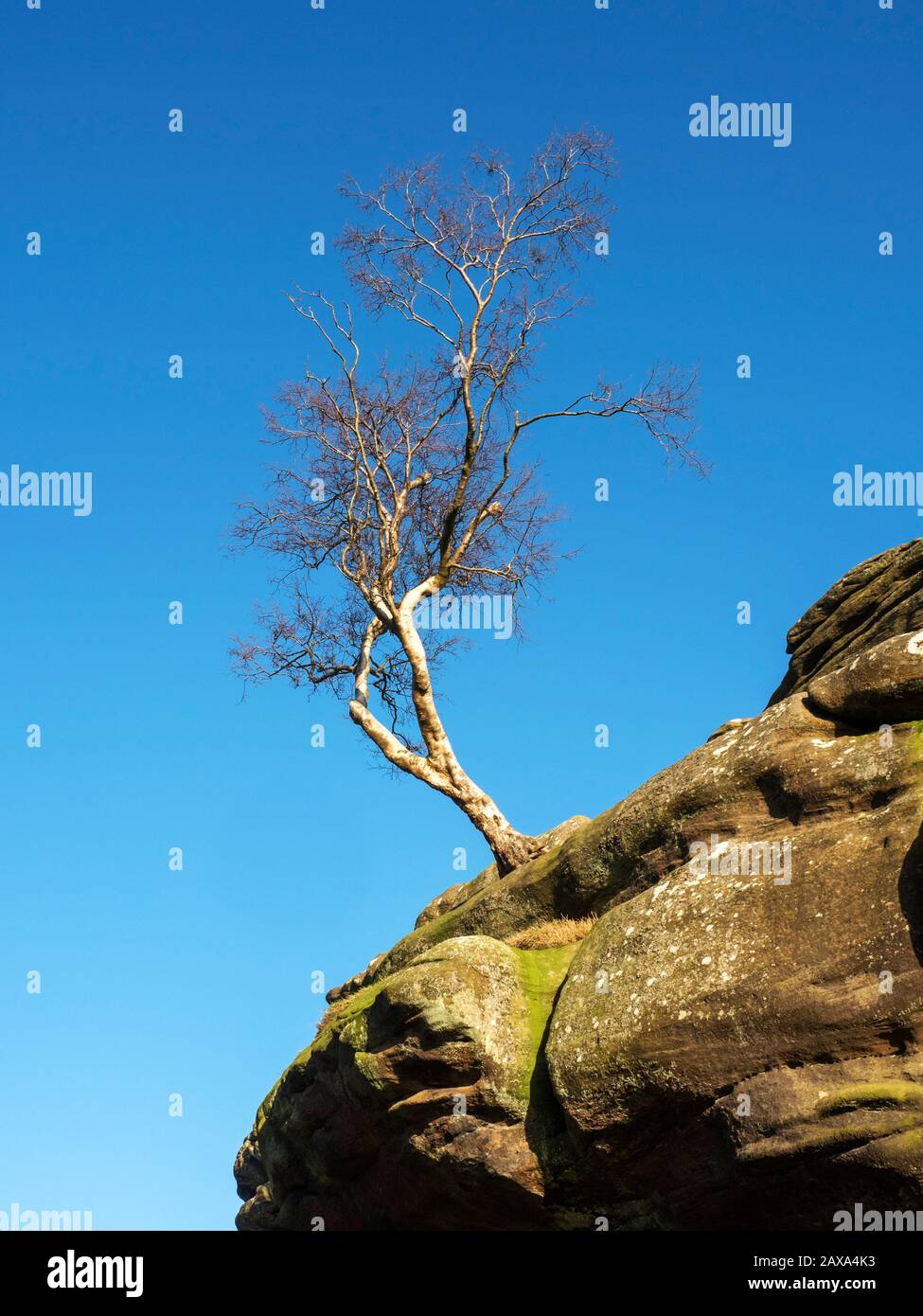 Einsamer Baum, der sich an Griston-Felsformationen in Brimham Rocks Brimham Moor Nidderdale AONB North Yorkshire England anklammert Stockfoto