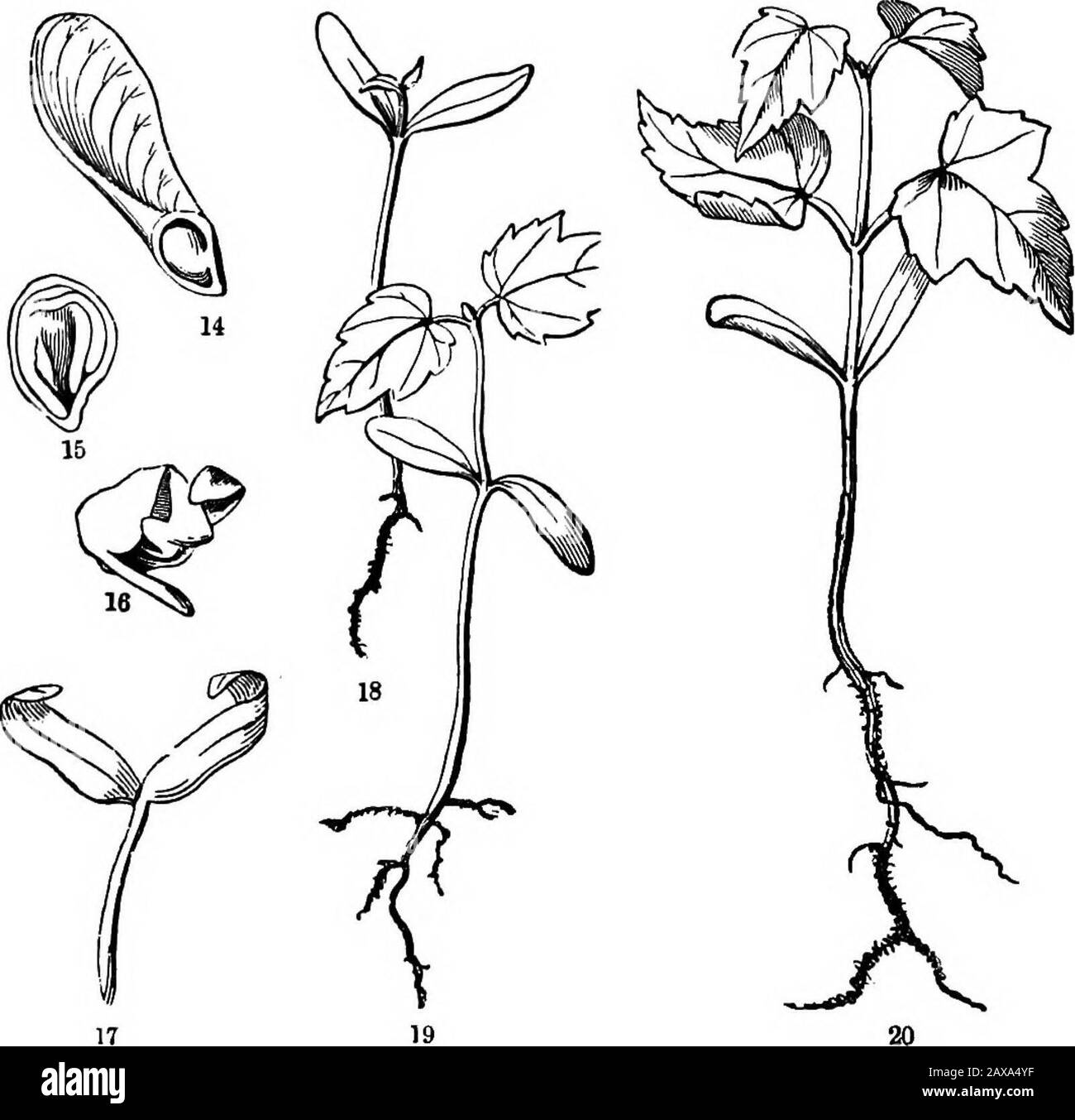 Die Elemente der Botanik für Anfänger und für Schulen . promptlyproduziert, und so weiter, 22. Einige Änderungen im plaii werden mit dem Silver oder Soft WhiteMaple geliefert.(Abb. 21-25). Das blüht im ersten Frühjahr, und erst wenige Wochen später fällt es seine großen und angefeuchteten Schlüssel ab. Seine Keimblätter haben überhaupt nicht das Aussehen der Blätter; sie sind kurz und breit, und (da kein Raum durch Falzen gerettet werden kann) sind sie gerade, mit Ausnahme einer kleinen Falte an der Spitze, - ein Überbleibsel der Gewohnheit von Maples im Allgemeinen. Ihre ungewöhnliche Dicke ist auf Abb. 11.. Embryo aus Zuckerahorn, längs aus und aus diesen genommen Stockfoto