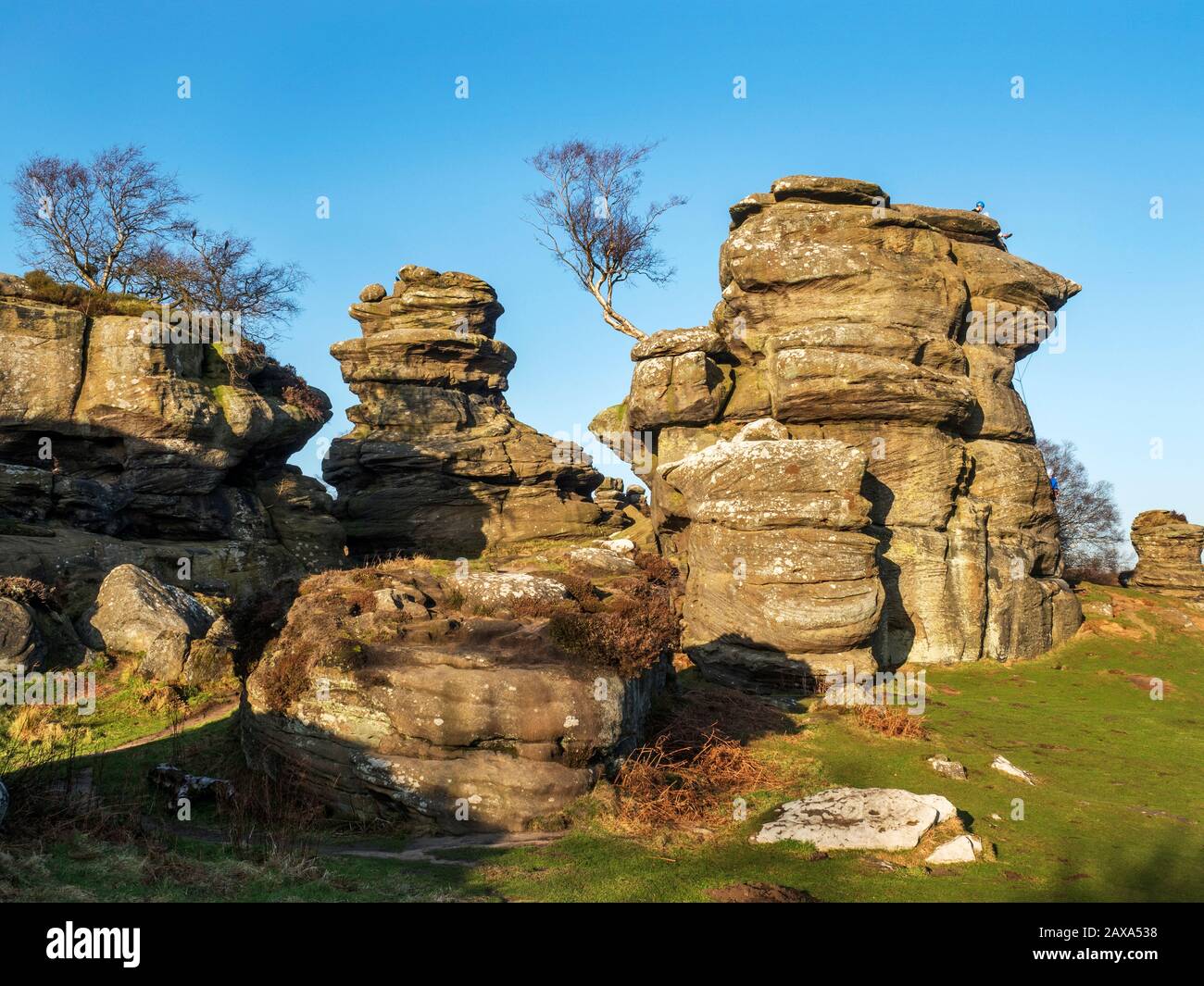 Einsamer Baum, der sich an Griston-Felsformationen in Brimham Rocks Brimham Moor Nidderdale AONB North Yorkshire England anklammert Stockfoto