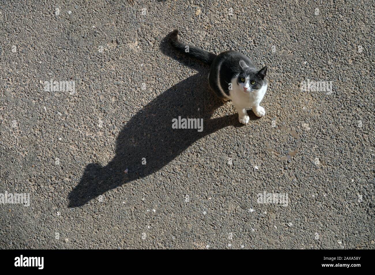 Schwarz-weiße Katze auf Asphalt mit großem Schatten, Villajoyosa, Spanien Stockfoto
