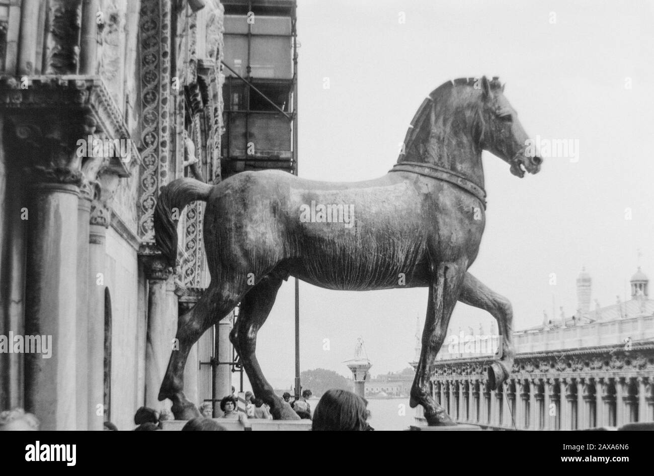 Venedig, Italien, 1980 - Schwarz-Weiß-Foto - Von den vier Bronze-Pferden, die von der Eroberung von Konstantin im Jahre 1204 stammen, die nun an der Fassade der Basilika San Marco in Venedig angebracht sind. Stockfoto