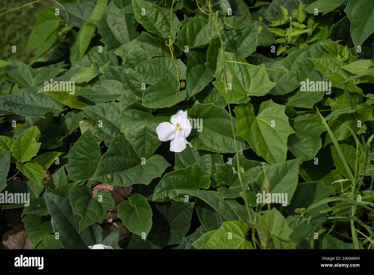 Nahaufnahme der schönen blühenden Pflanzen in panama, Hibiskus und panamahüttenblume Stockfoto