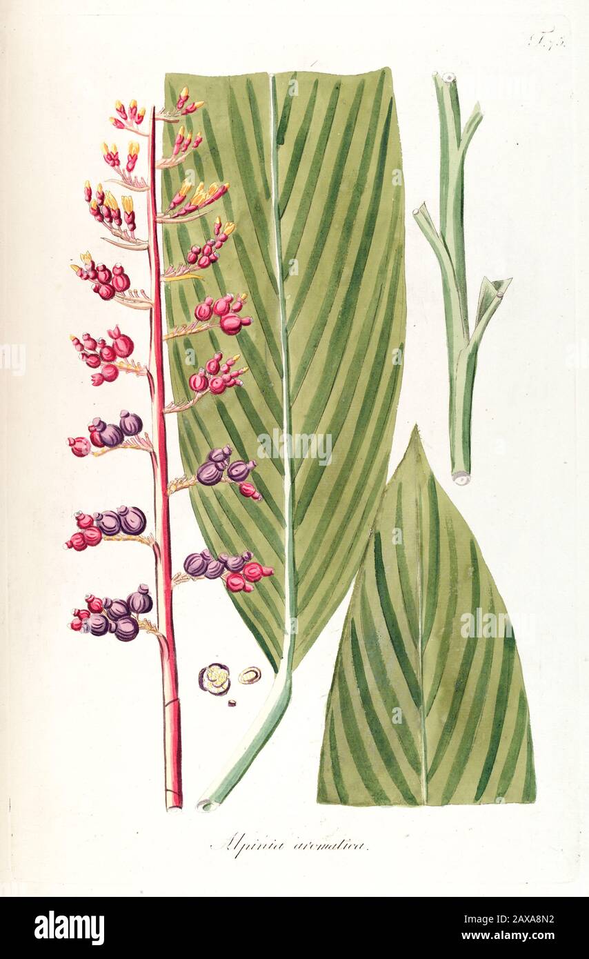 Handgemalte botanische Studie über eine Renealmia alpinia (Alpinia aromatica) (Blumen- und Blattanatomie aus Fragmenta Botanica von Nikolaus Joseph Freier V. Stockfoto
