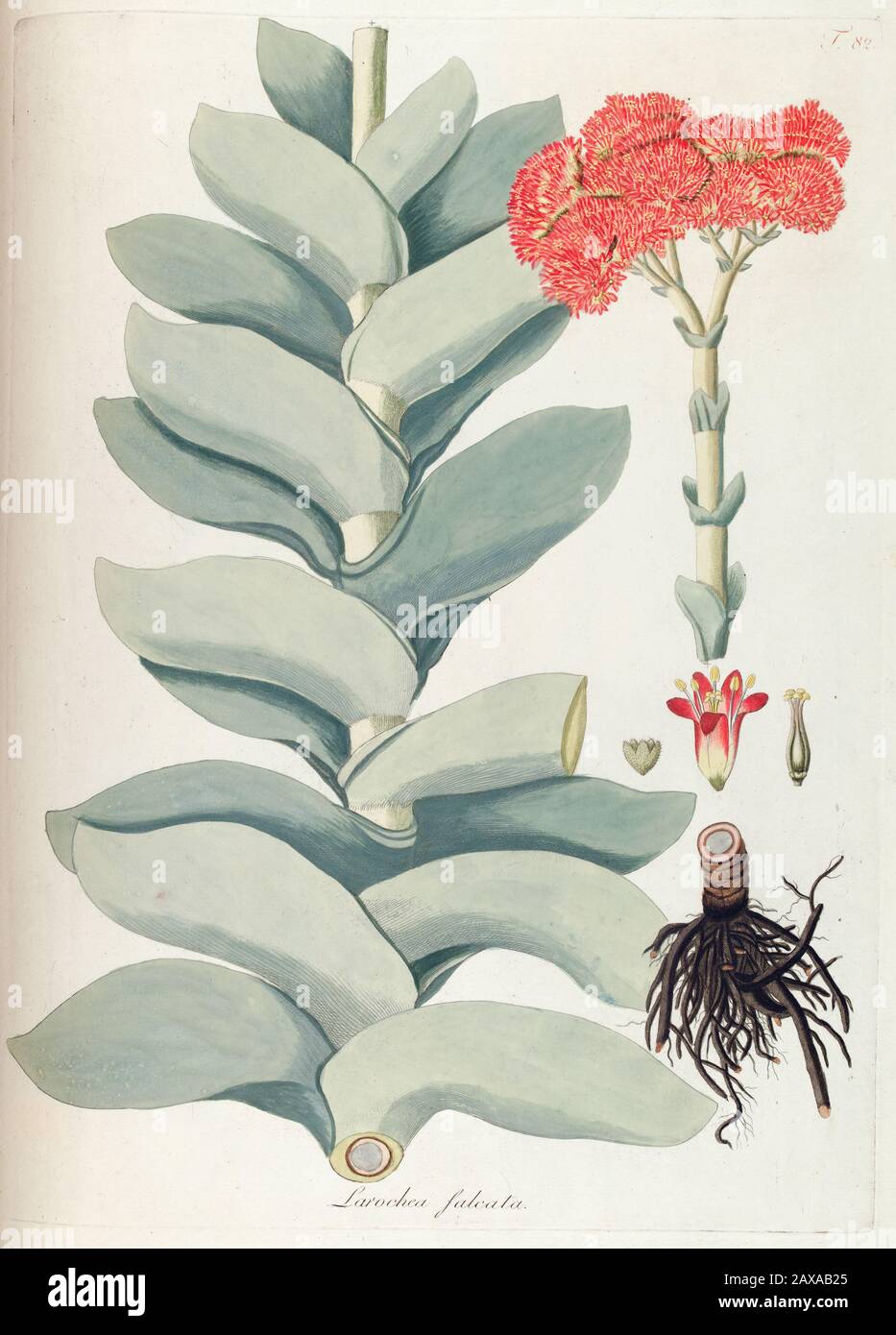 Handgemalte botanische Studie über Crassula perfoliata var. falcata (Larochea falcata) Blumenanatomie aus Fragmenta Botanica von Nikolaus Joseph Freier Stockfoto