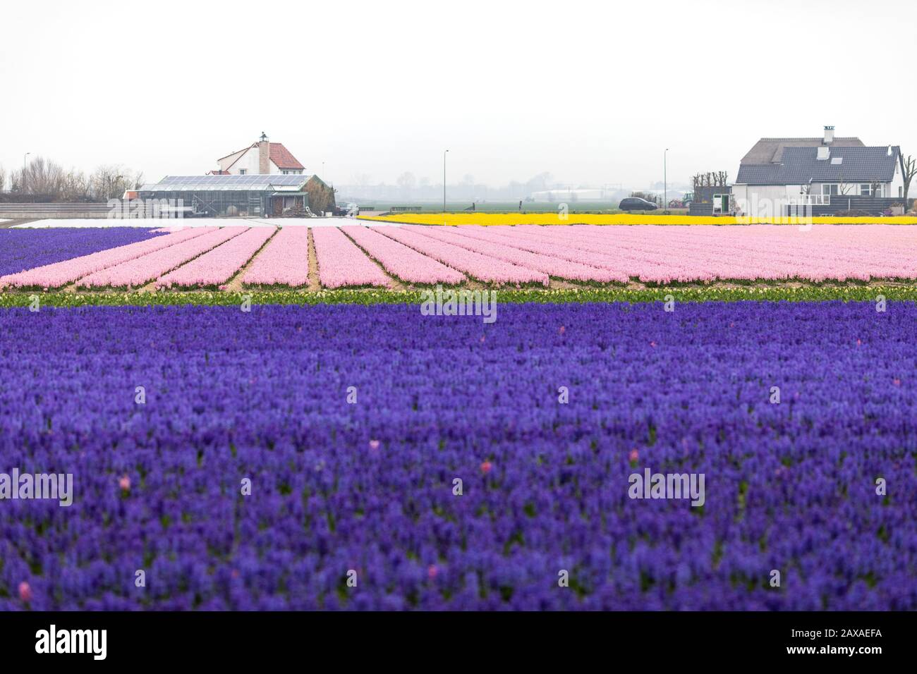 Hyazinthe Peter Stuyvesant in einem Blumenfeld im Bollenstreek, Holland Stockfoto