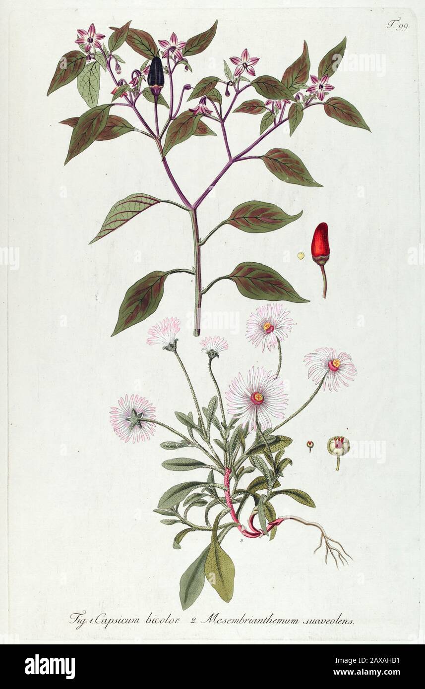 Handgemalte botanische Studie über eine Mesembryanthemum suaveolens Blumenanatomie aus Fragmenta Botanica von Nikolaus Joseph Freiherrn von Jacquin oder Baron Stockfoto