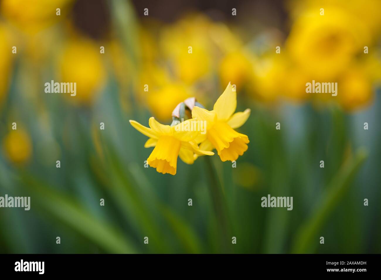 Narzisse tetete im Frühjahr eine Tete, die aufblüht Stockfoto