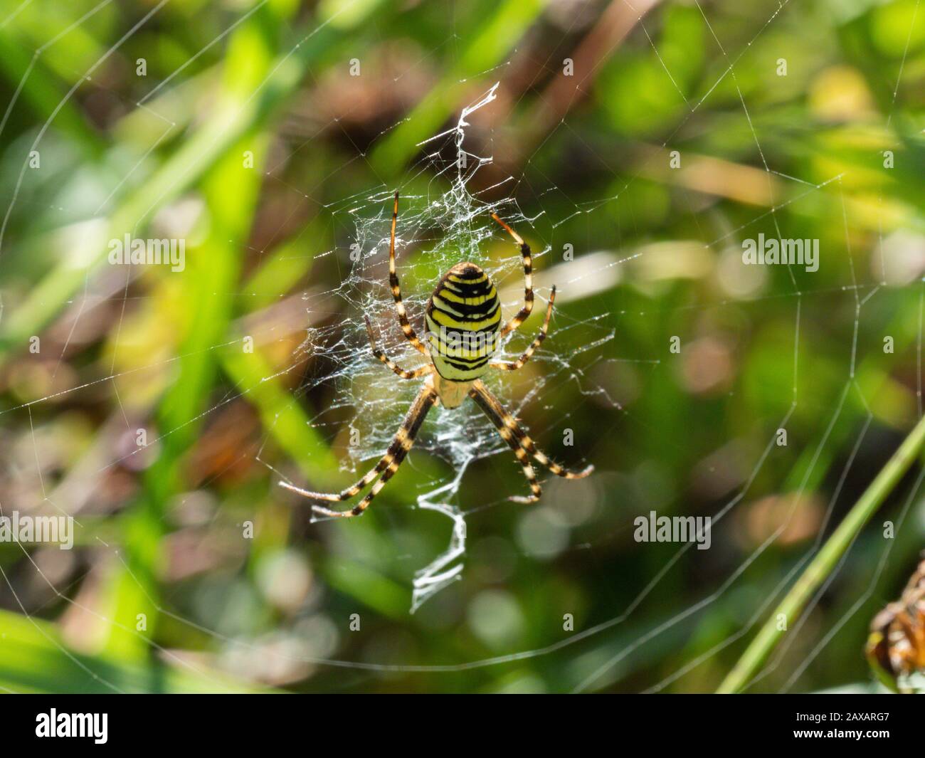 Weibliche Wespe Spider im Web Stockfoto