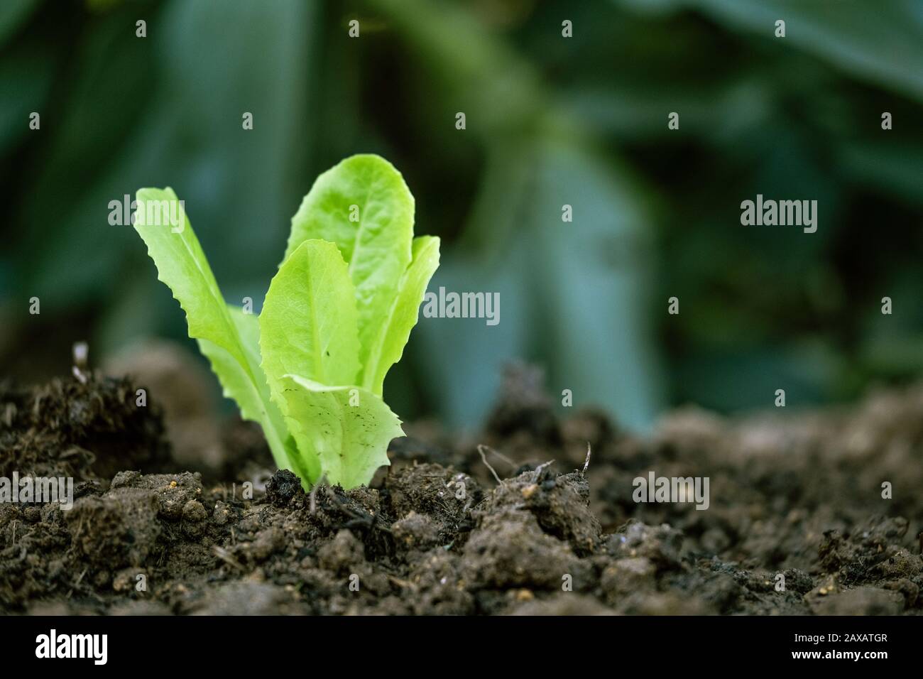 Salat spriet auf bewirtschaftetem Land. Ökologischer Landbau Stockfoto