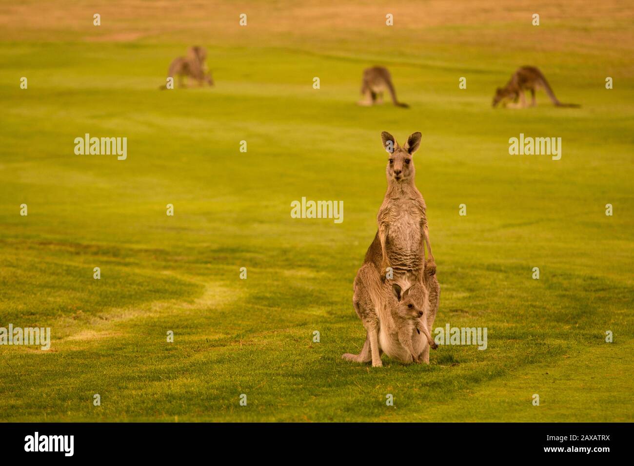 Australia kangaroo -Fotos und -Bildmaterial in hoher Auflösung – Alamy