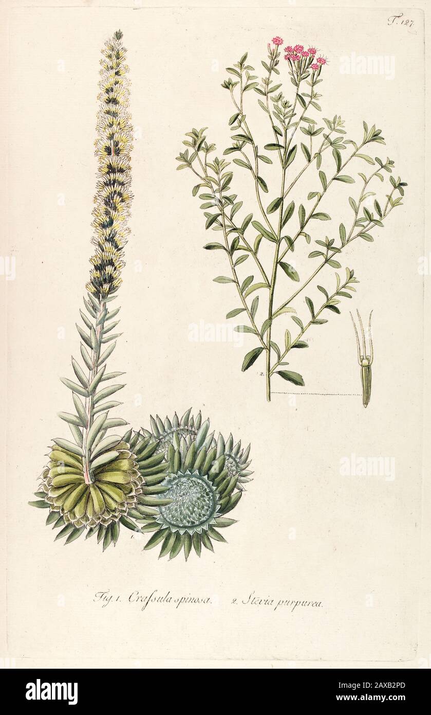 Handgemalte botanische Studie über Crassula spinosa und Stevia purpurea Blumenanatomie aus Fragmenta Botanica von Nikolaus Joseph Freiherrn von Jacquin oder Stockfoto