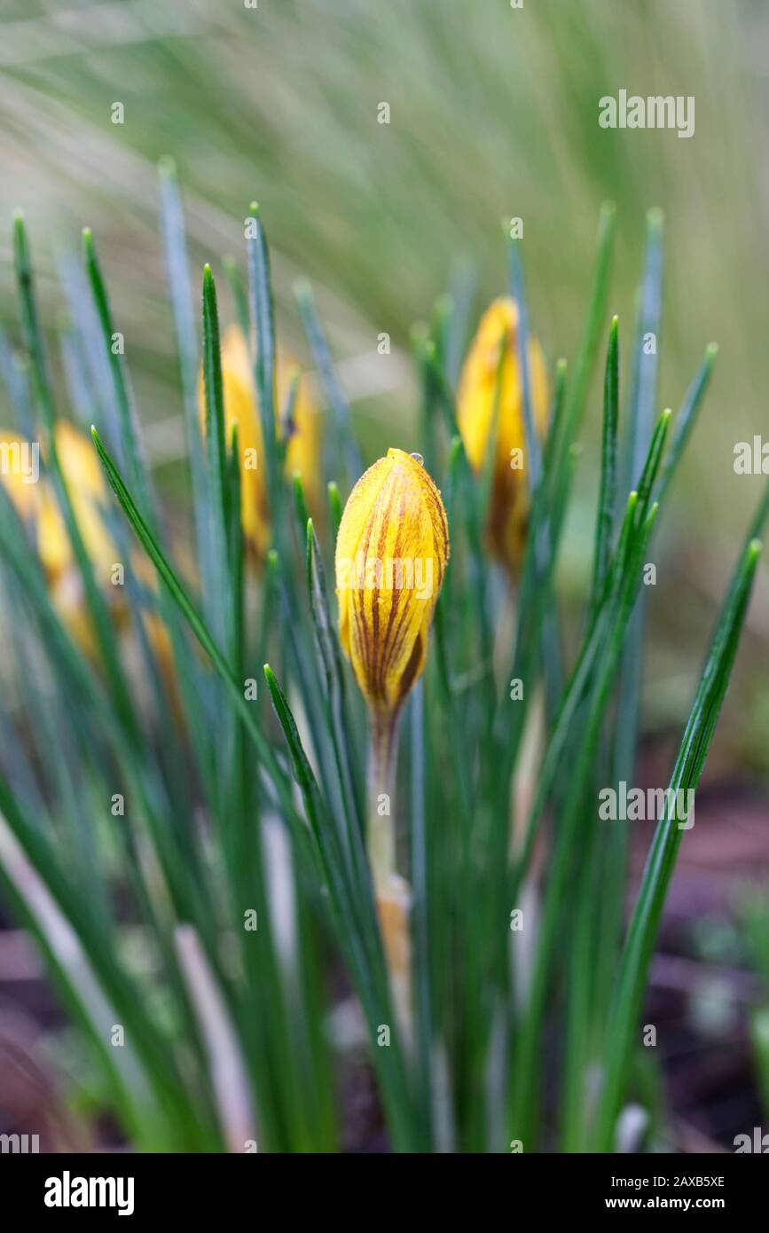 Crocus 'Orange Monarch' im Garten. Stockfoto