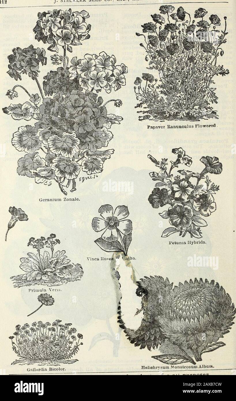 Stecklers Saatkatalog und Gartenhandbuch für die Südstaaten : 1902 . Phlox Drummondii Grandiflora Vergessen Sie Nicht, dass wir mit Pflanzen aller Beschreibungen umgehen. STECKEER SEED CO., LTD., AEMA-NAC. Helichrysum M onstrosam Albnm.Best OfXli Bohnen, wc wissen von nichts Besseres für den Eil Zweck. GARTEN-HANDBUCH FÜR DIE SÜDSTAATEN - 113 ähnelt etwas in den Blättern theSweet William. Eins und ein Halffett hoch. Dezember bis April. Salvia Splendens. ScarletSalvia oder Red Flowering sage. Apot oder Grünhauspflanze, die als Jahrbuch angebaut werden kann, da sie im ersten Jahr frei von Samen blüht. Zwei bis drei Fuß hoch. Stockfoto Stecklers Saatkatalog und Gartenhandbuch für die Südstaaten : 1902 . Phlox Drummondii Grandiflora Vergessen Sie Nicht, dass wir mit Pflanzen aller Beschreibungen umgehen. STECKEER SEED CO., LTD., AEMA-NAC. Helichrysum M onstrosam Albnm.Best OfXli Bohnen, wc wissen von nichts Besseres für den Eil Zweck. GARTEN-HANDBUCH FÜR DIE SÜDSTAATEN - 113 ähnelt etwas in den Blättern theSweet William. Eins und ein Halffett hoch. Dezember bis April. Salvia Splendens. ScarletSalvia oder Red Flowering sage. Apot oder Grünhauspflanze, die als Jahrbuch angebaut werden kann, da sie im ersten Jahr frei von Samen blüht. Zwei bis drei Fuß hoch. Stockfoto