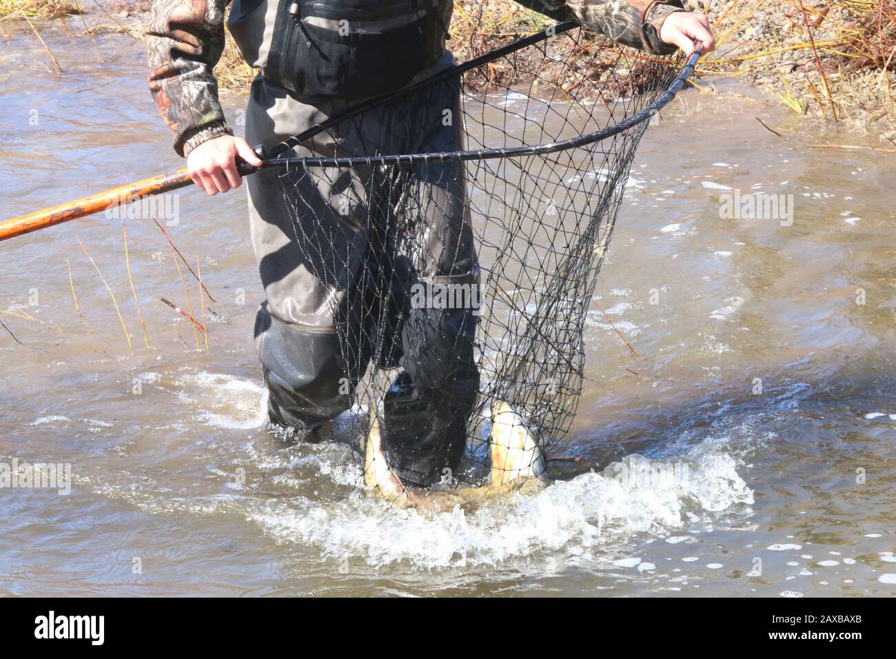 Fischaufzug im Frühjahr Stockfoto