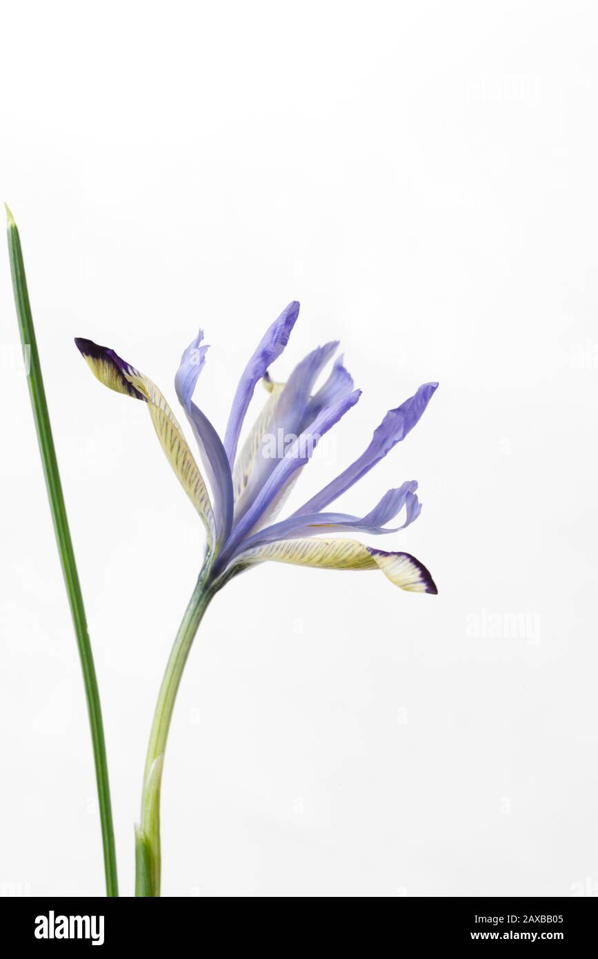 Iris reticulata "Clairette" blüht. Stockfoto