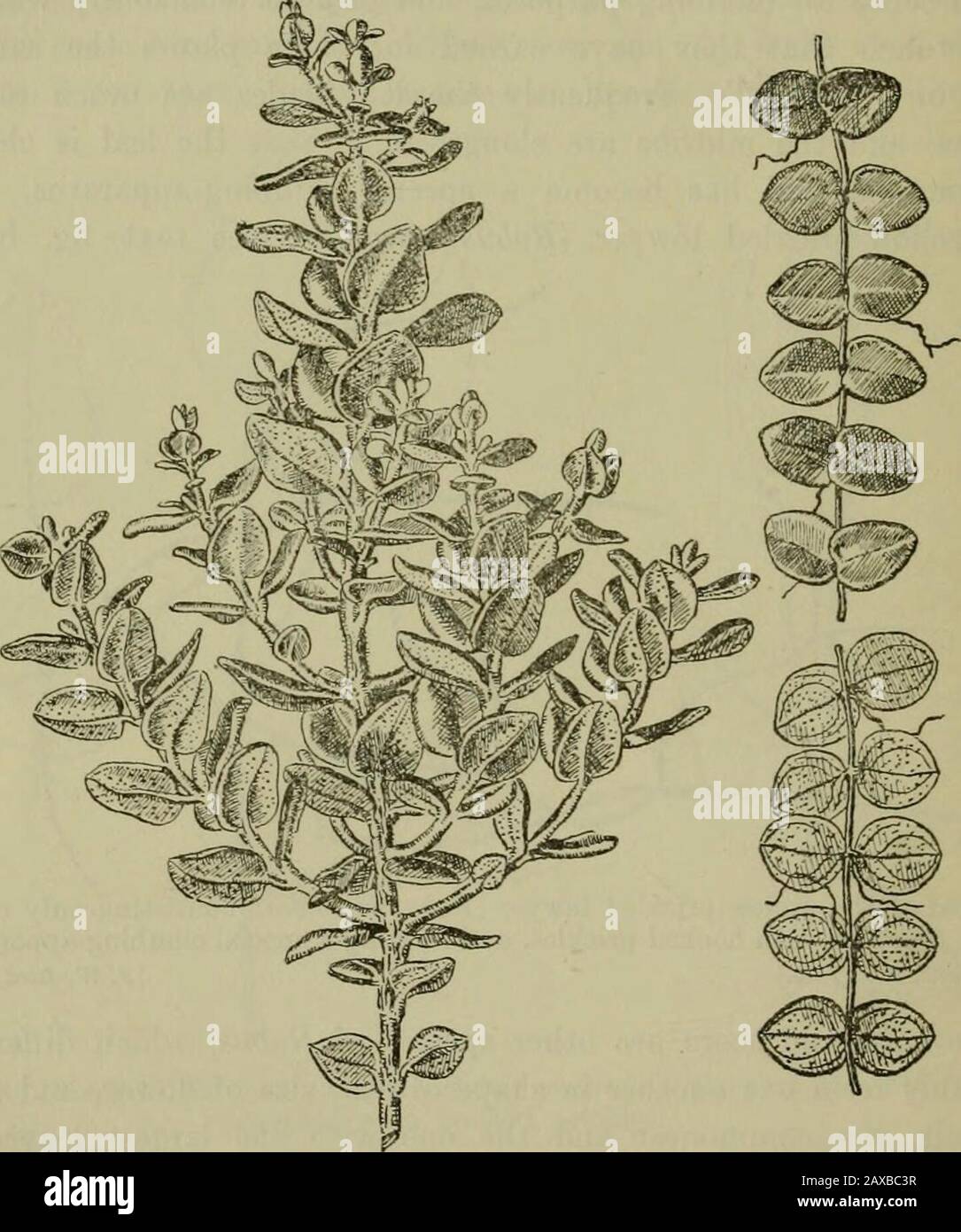 Neuseeländische Pflanzen und ihre Geschichte . rgest verlässt undmost ausgestellte Blumen ist der Buschanwalt (R. australis), während Thatof Wet Forest der Sumpfanwalt {R. schmidelioides ist, eine Kriechbodenpflanze in jugendlicher Form und kein Kletterer außer in itsmuch später Erwachsenenstadium. Schließlich gibt es noch eine Art, die nicht klettert, aber am Boden kriecht, den schleichenden Anwalt {R. parvus)von Westland; aber das ist keine Waldpflanze. Einer der häufigsten Wurzelkletterer, der mit seinen ledrigen, grünen, schwerkelartigen Blättern den Nordinselwäldern ein charakteristisches Aussehen verleiht, ist der Kiekie {Freycinetia Stockfoto