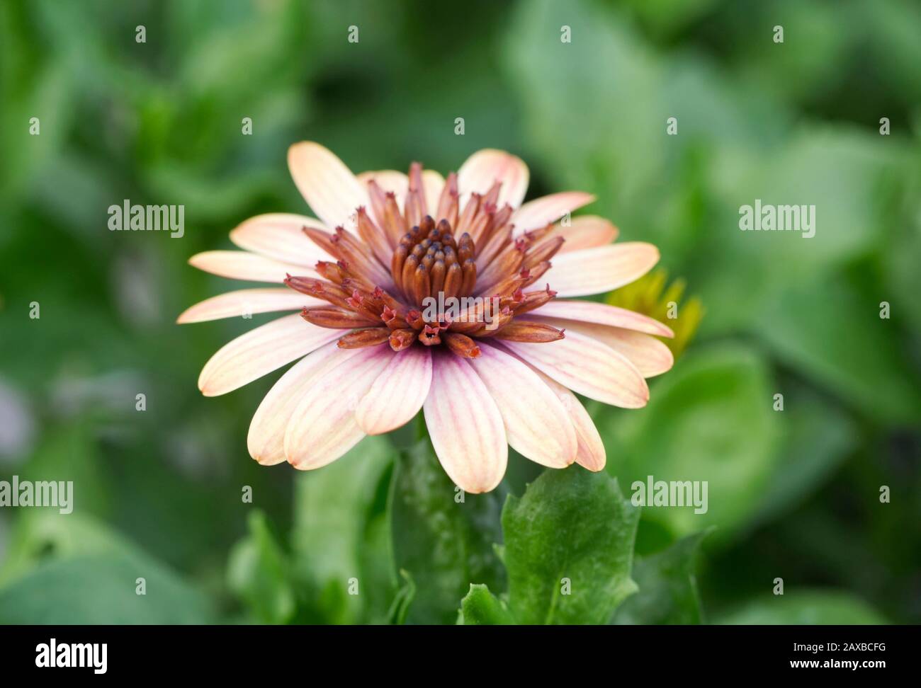 Osteospermum 3D Banana Shake Flower. Stockfoto