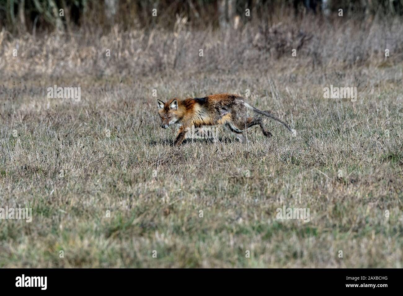 Kranker fuchs Fotos und Bildmaterial in hoher Auflösung Alamy