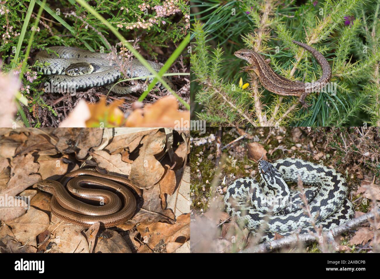 Zusammengesetztes Bild britischer Reptilienarten (Reptilien aus Großbritannien), das die vier weit verbreiteten oder häufigsten Arten in ihrem natürlichen Lebensraum zeigt Stockfoto