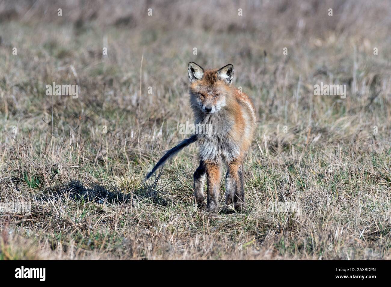 Kranker fuchs Fotos und Bildmaterial in hoher Auflösung Alamy